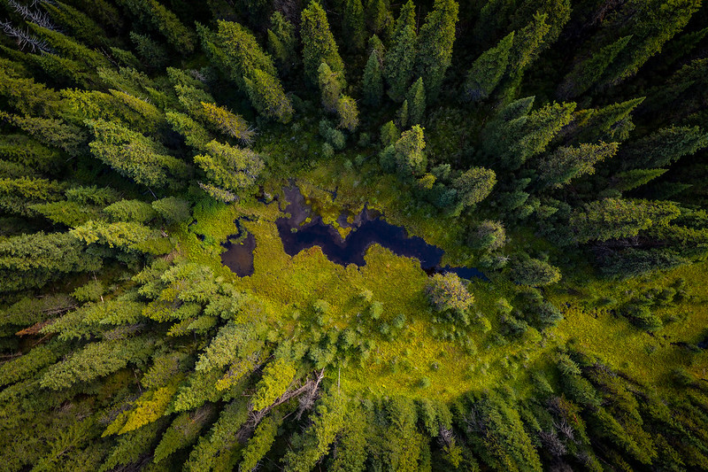 aerial photo of old growth forest