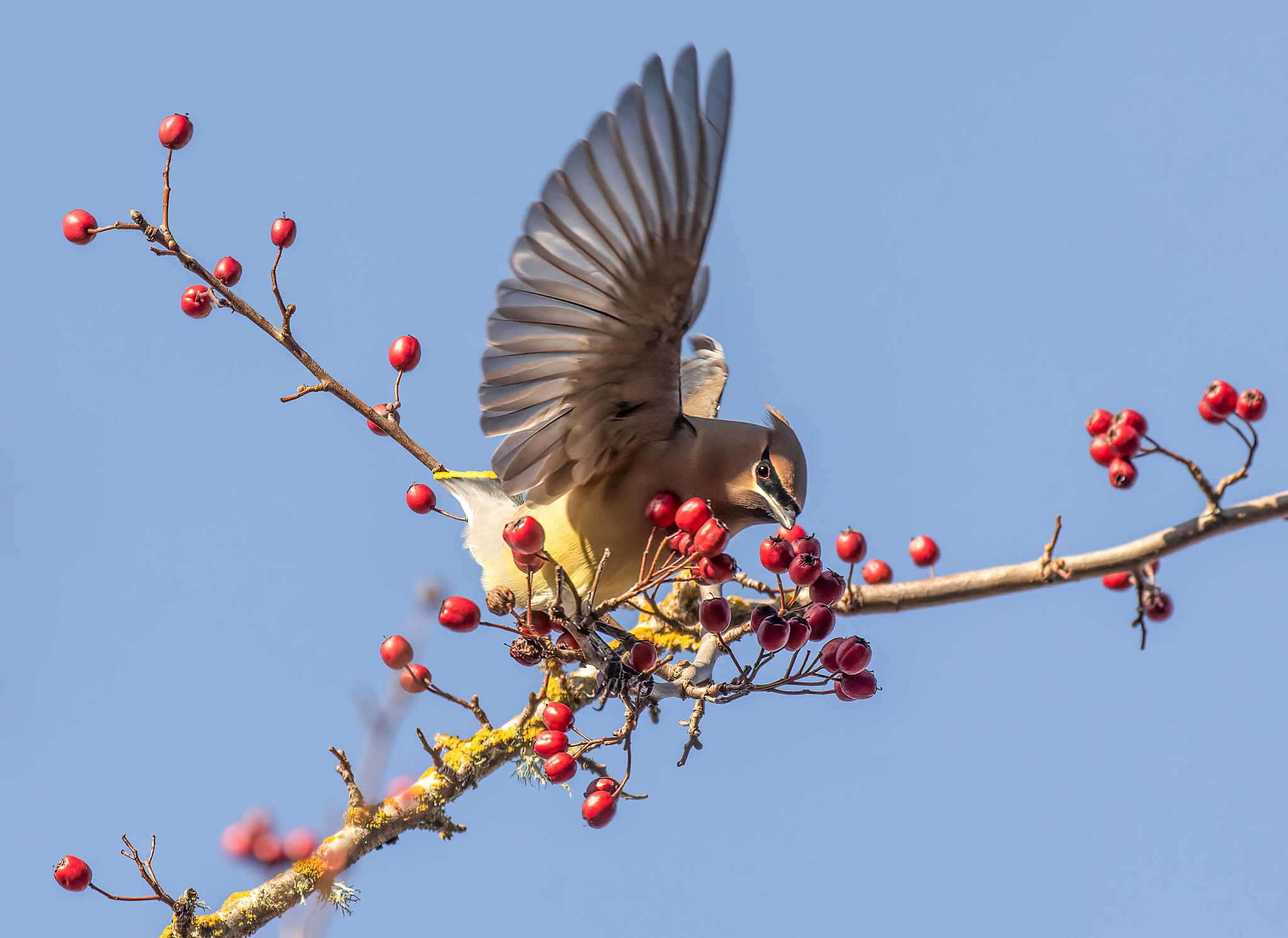 Cedar waxwing with wings spread, on a branch with red berries