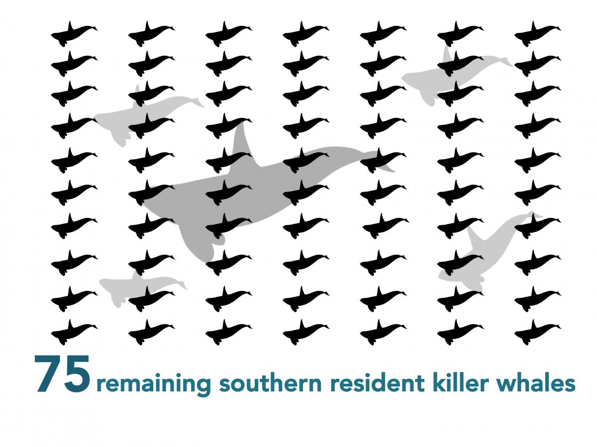 Only 75 Southern resident killer whales remain - Take the survey to protect them