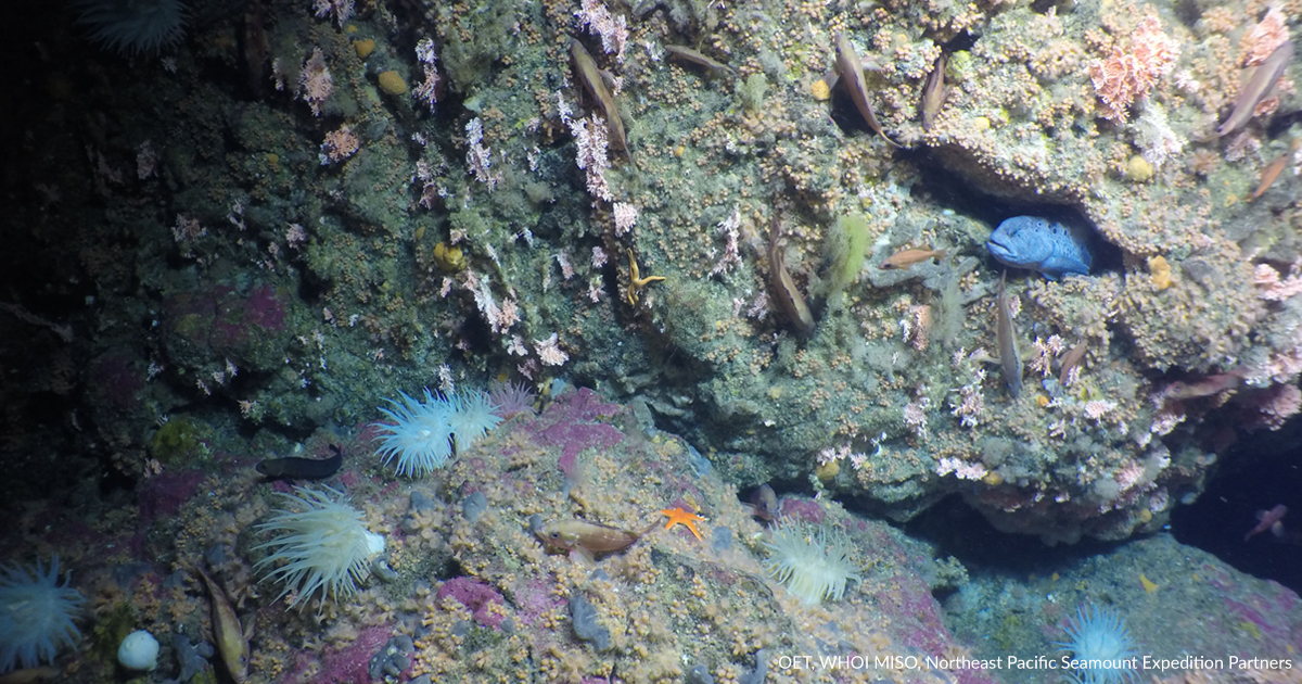 SGaan Kinghlas-Bowie Seamount underwater image (Credit: Ocean Exploration Trust/Northeast Pacific Seamount Expedition Partners)