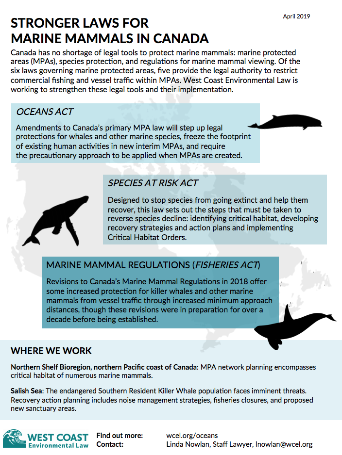Stronger Laws for Marine Mammals in Canada | West Coast Environmental Law