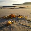 Picture of bull kelp on beach at Calvert Island, BC